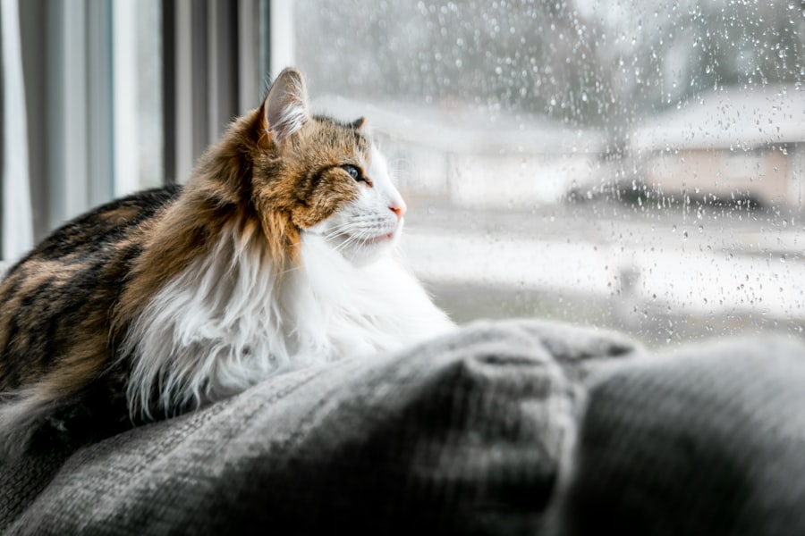 Rainy day