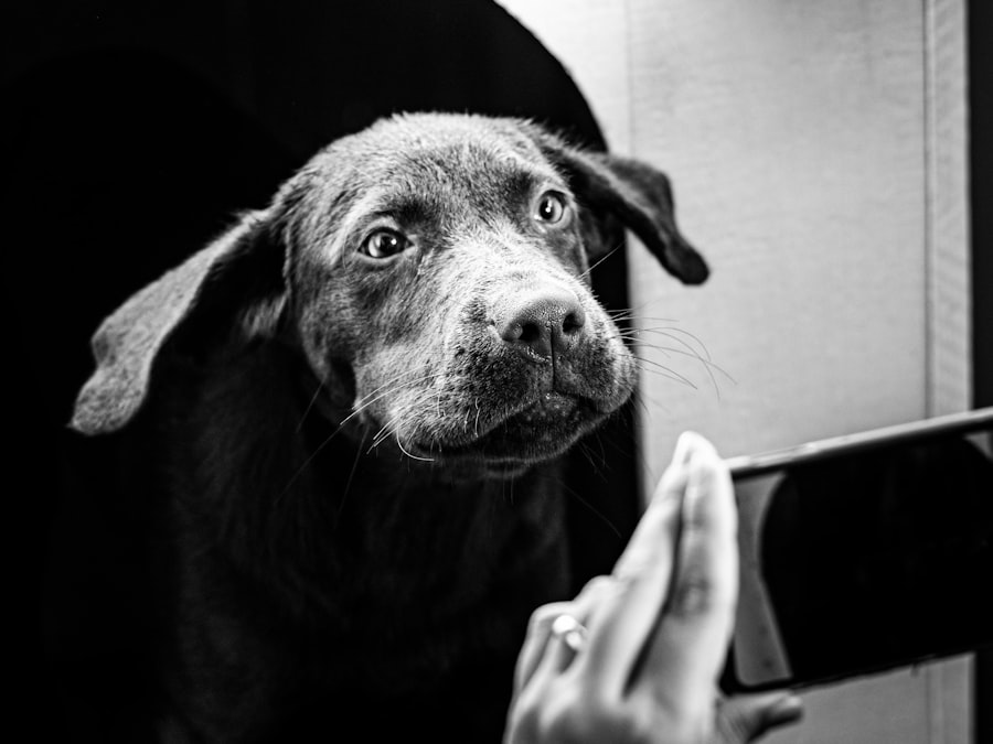 Pet Insurance Claim