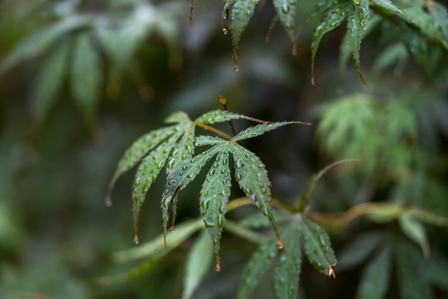 Photo Rainy day