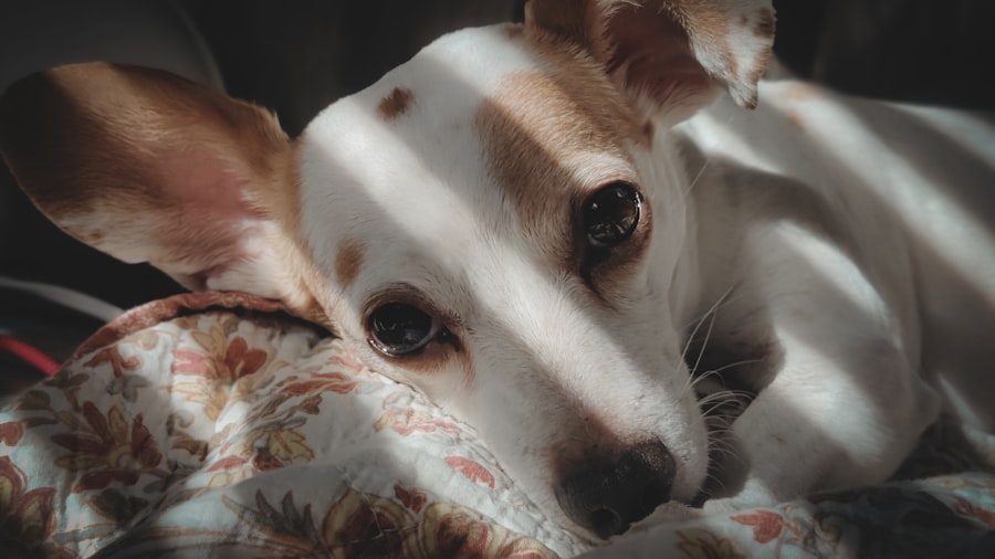 Photo Pet Insurance Claim